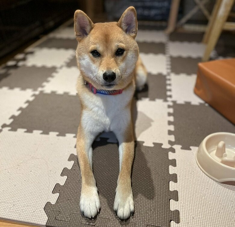 おやつがほしいと真剣な様子