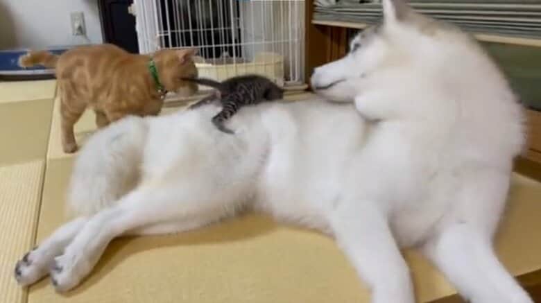 子猫の面倒をみるユキちゃんとレンくん