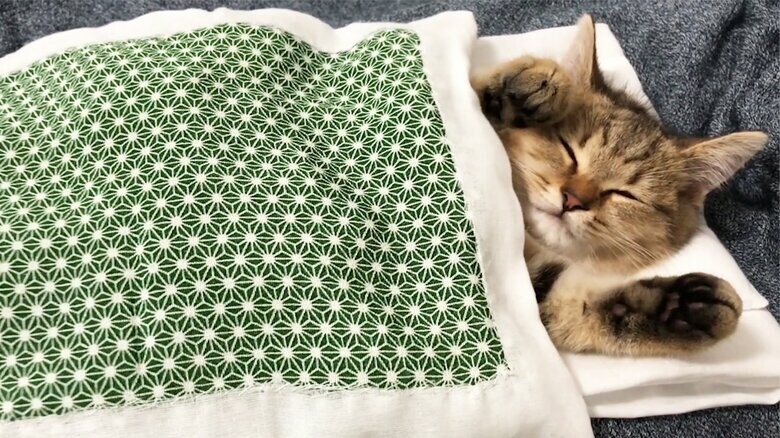 お布団でぬくぬく（子猫時代）