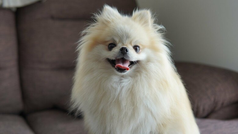 クララちゃん（提供：愉快な3姉妹ポメラニアンさん）