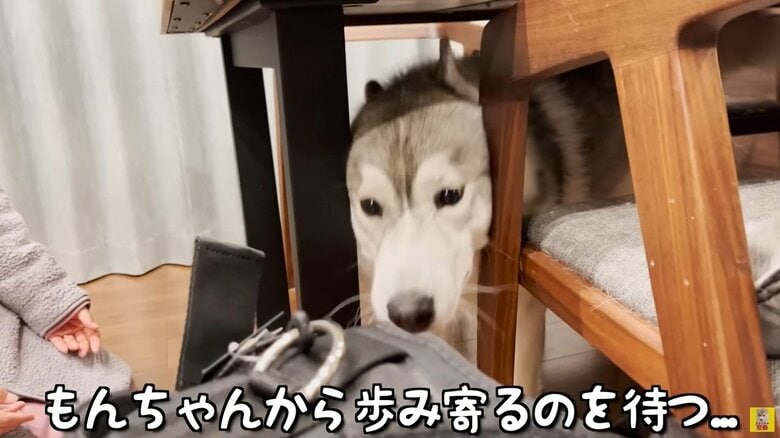 テーブルの下に隠れちゃったもんちゃん