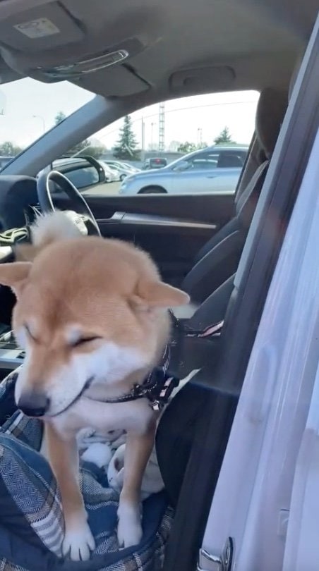 提供：柴犬 雷吾さん