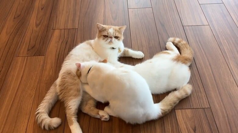 画像提供：エキゾのきなこさん。