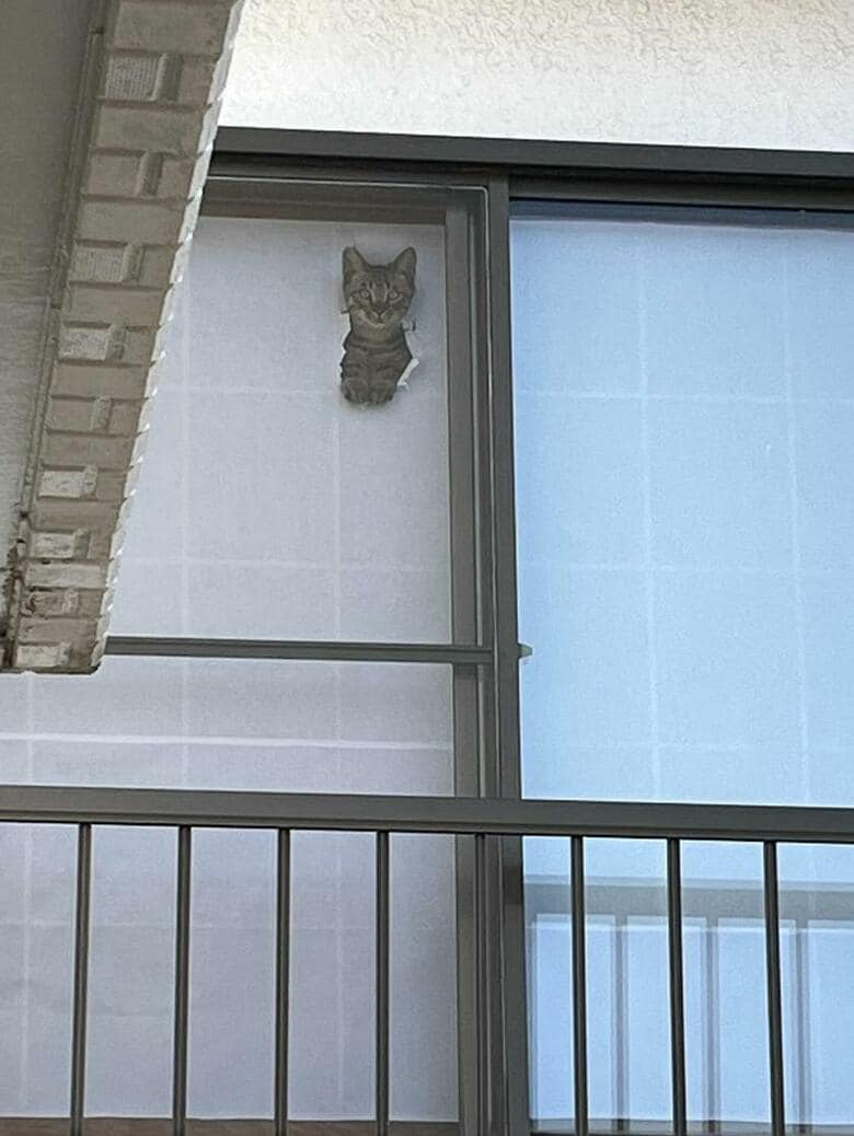 障子の穴が広がっている…（提供：ちびまるまろんさん）