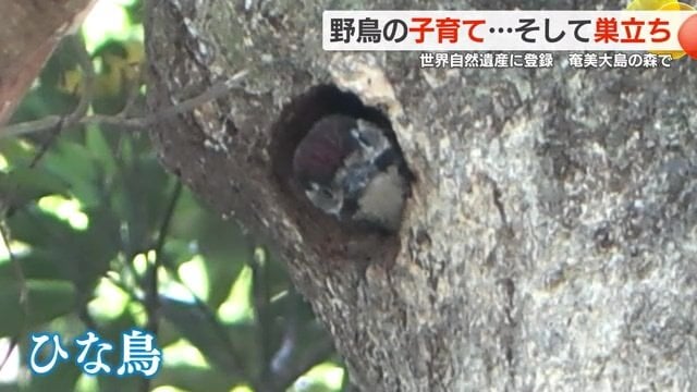 「オーストンオオアカゲラ」のひな鳥がキョロキョロする様子