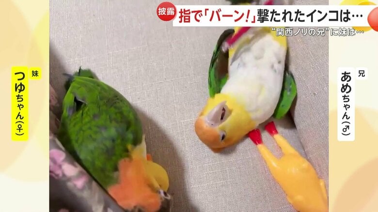 つゆちゃんにも“バーン！”を教えようと試みたが、転がったのはあめちゃん