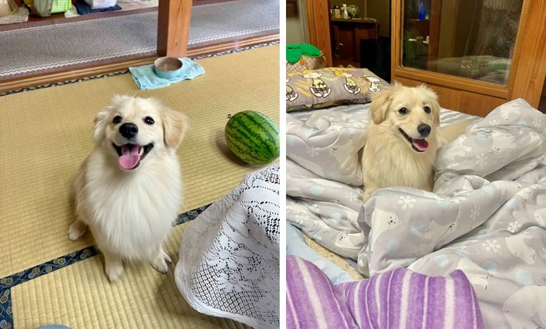 飼い主さんの実家での様子