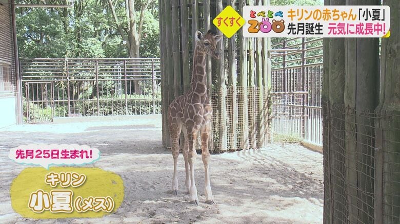 “お母さん似”の小夏ちゃん