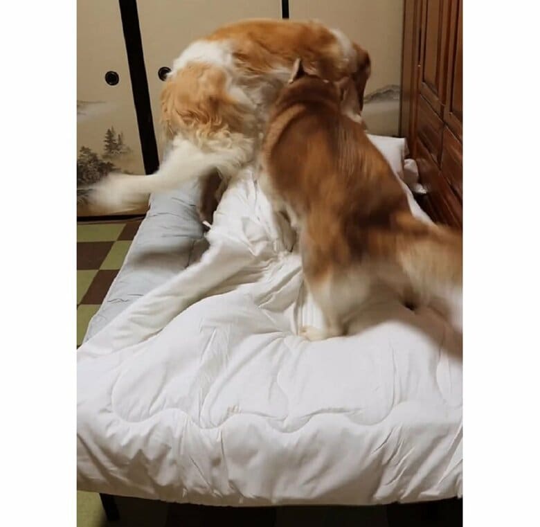 ハスキーのウノちゃんとボルゾイのマデラちゃんが乗ってきた！