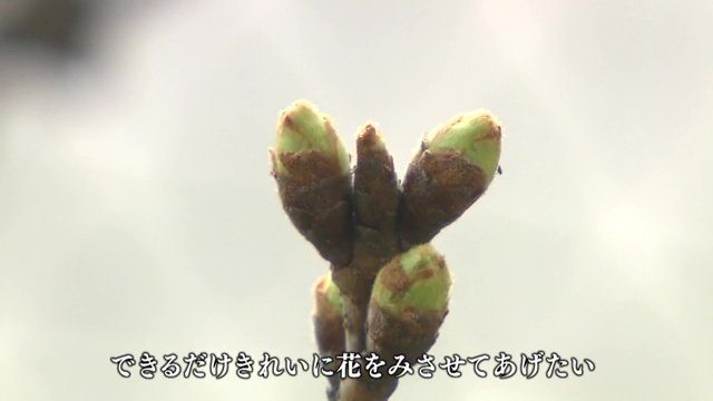 開花間近　福島の桜