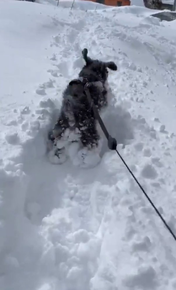どんどん雪に進んでいく（提供：くぅさん）