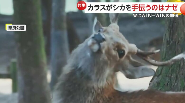 首が傾くほど、カラスにツノを引っ張られるシカ