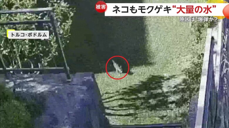 猛スピードで逃げ出すもう一匹の猫