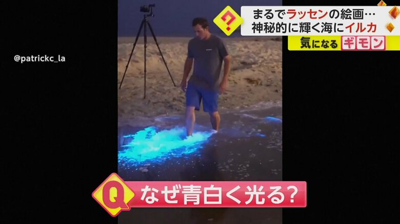 プランクトンが原因で青白く光っていた
