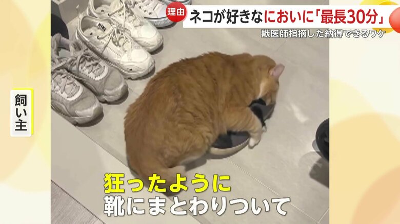 飼い主が「狂ったように靴にまとわりついて」と語るぐっぴーの様子