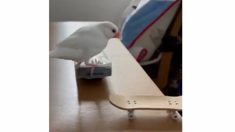 回転技　着地後にスケートボード確認すると一回転している