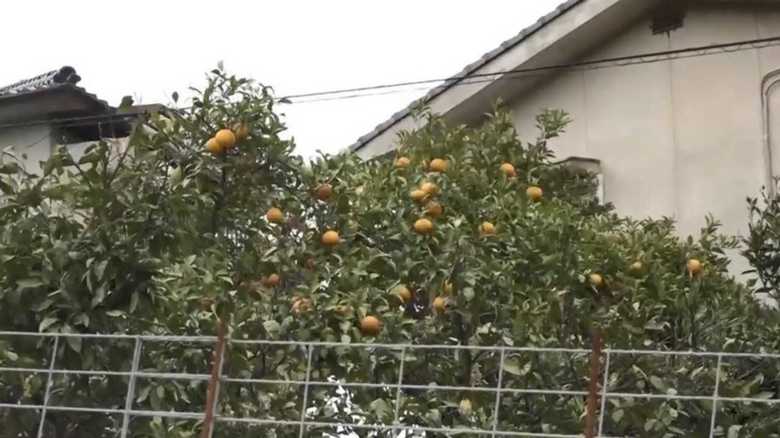 脱走から11日目。平尾容疑者は野菜やかんきつ類を食べている?