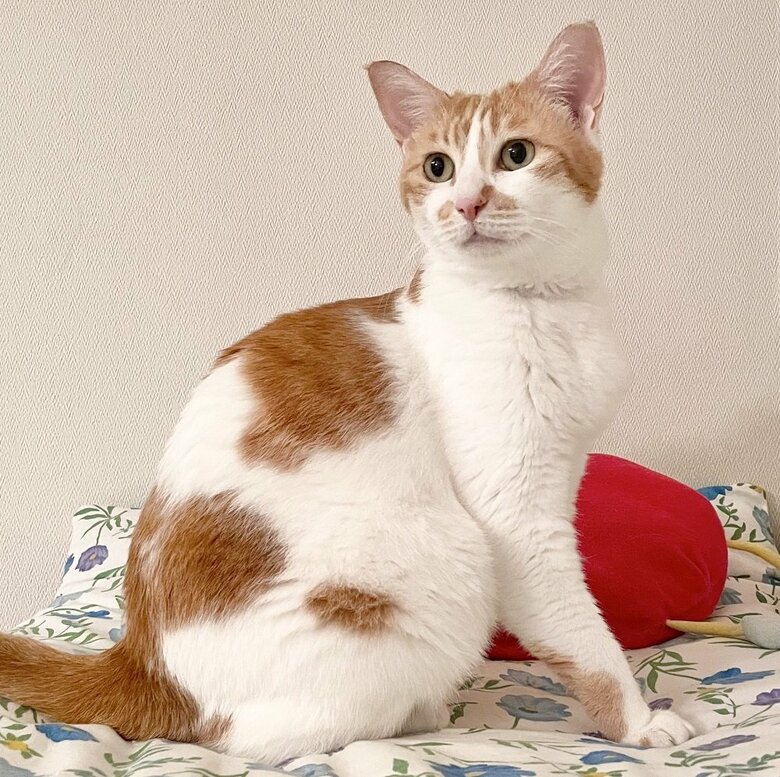 一緒に暮らしている、るるちゃん