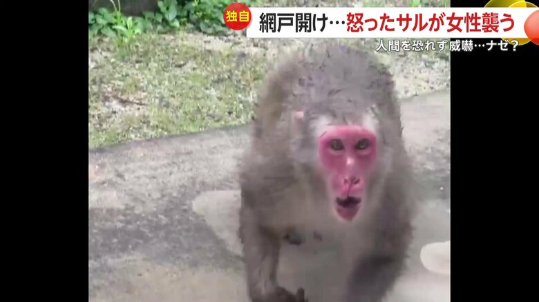 怒ったサルが突進してくる様子