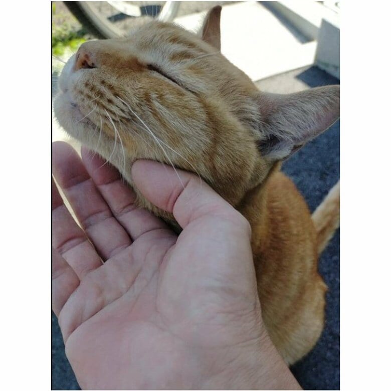 毎朝5時半に起き、散歩がてら顔見知り宅の保護猫を訪問する。地域猫への餌やりも欠かさない