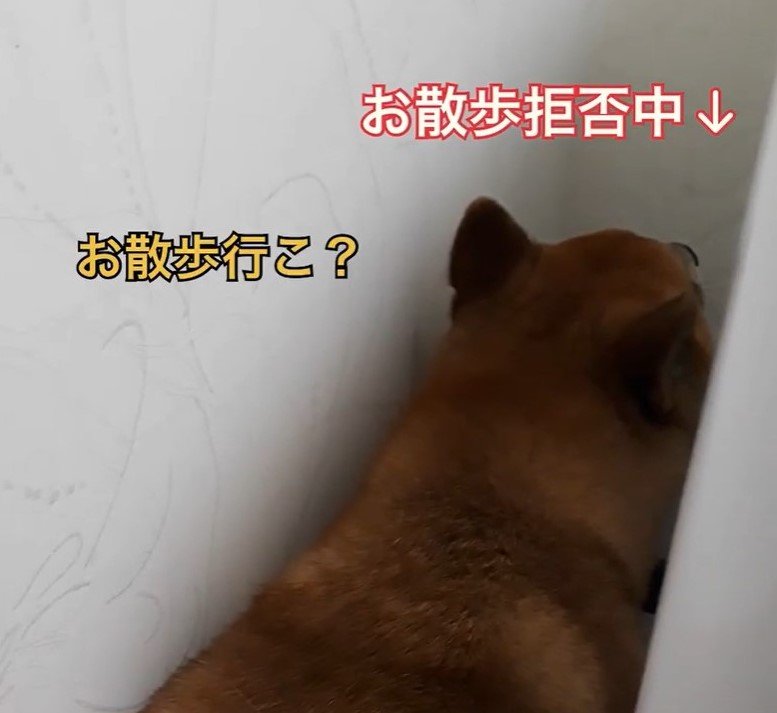 狭いところで散歩拒否中