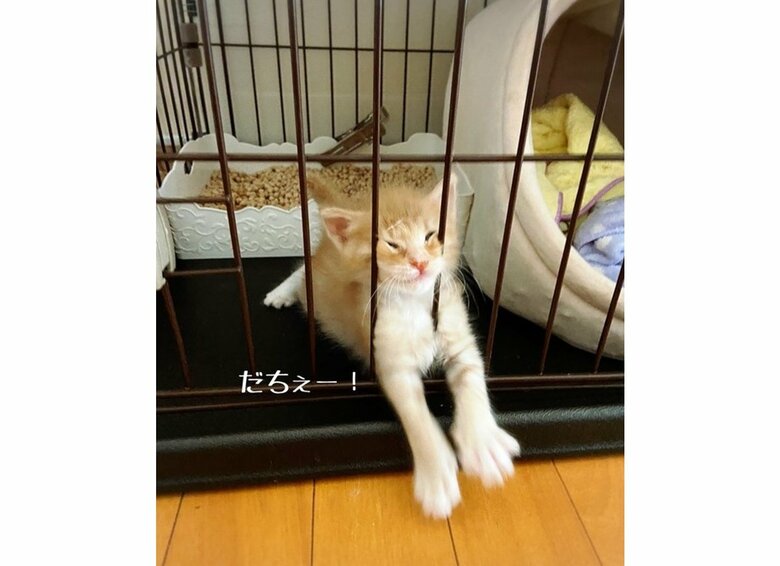 提供：ちょとさん