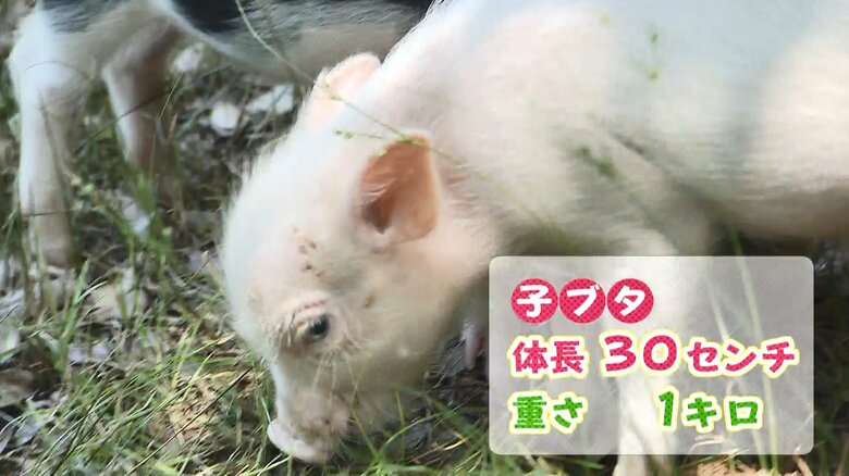 マイペースなかえでくん