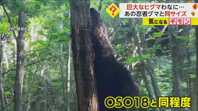 7月に駆除された忍者グマ「OSO18」