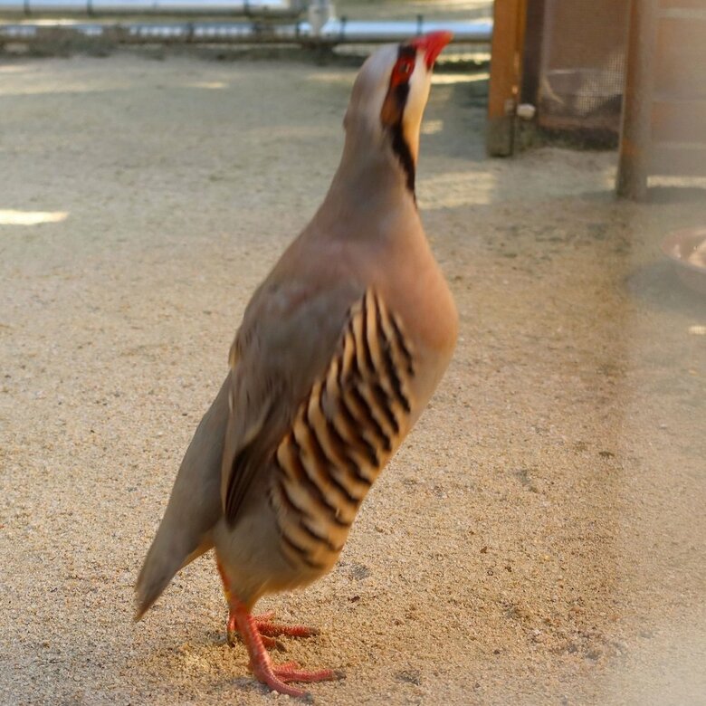 のびーる（提供：松江フォーゲルパーク）