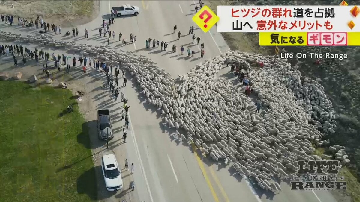 羊2500匹】約70kmの大移動！山を目指し道を占拠する 約100年続く
