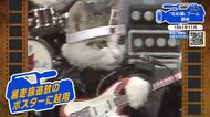 【広島あの日のきょう】”なめ猫”ブーム到来（1981年）暴走族風つっぱりルックのネコが大人気に！