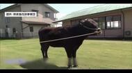  国内初確認！宮崎県所有の種雄牛　牛の血液のがんウイルスに強い抵抗性
