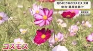 世界遺産・藤原宮跡を彩る約240万本のコスモス　白やピンクの花々が秋風に揺れる　「秋晴れで青空と一緒に撮れて最高」愛犬との記念撮影を楽しむ人も　奈良・橿原市