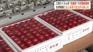 「三関さくらんぼ」首都圏向けの出荷始まる　真っ赤に色づき甘さ十分！佐藤錦の収穫最盛期　秋田・湯沢市