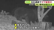暗闇の中に“光る目”…同じ養蜂箱が6日連続で倒された住宅の裏山にツキノワグマの成獣か 住民設置のカメラに映る