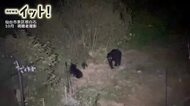 【映像】「ほぼ毎日クマが来る」仙台市泉区の民家に3頭出没　暗闇で眼が光る映像も　投稿映像が物語る危機