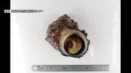 宮城の海で「サザエ」が初めて見つかる　太平洋側は千葉が北限　現地で生態調査が行われる〈南三陸町〉
