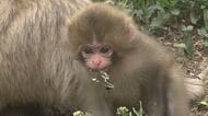 20匹ほどの赤ちゃんザルが誕生　地獄谷野猿公苑でベビーラッシュ　冬は雪景色の中、温泉につかる「スノーモンキー」が有名　春から夏にかけては「出産の季節」　長野・山ノ内町