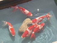 全国有数の産地…愛知県弥富市で『金魚』の初市 最高値は体長26cm程の「更紗和金」1箱10万円超で