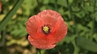 道端に咲く“オレンジの謎の花”の正体…強い繁殖力の「ナガミヒナゲシ」の秘密は“実の中”に 茎に「毒」も【大阪発】