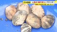 GWレジャー「潮干狩り」人気も…アサリがとれない　「ピークと比べると何十分の一になっている」　全国有数の産地でも減少　自治体は回復に向け取り組み　福岡