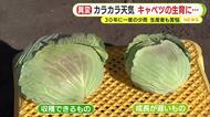 30年に一度の少雨は野菜の生育にも影響　成長遅く納期までに収穫間に合わない可能性も　1月に入り30の観測地点のうち23地点で降水量ゼロ
