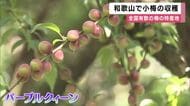 「梅酒や梅ジュースを楽しんで」　全国有数の梅の産地で小梅の収穫が最盛期　希少品種「パープルクィーン」を一粒ずつ手摘み　和歌山・田辺市