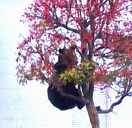 【ヒグマ速報】ヒメリンゴ食べるクマ目撃相次ぎ…町が国道沿いの街路樹を伐採「人のエリアに入ってきて異常」小中学校では保護者の送迎を要請～駆除も進める方針〈北海道上ノ国町〉