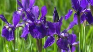 新緑に映える鮮やかな花 津山市の神社で初夏の花「アヤメ」が見ごろ【岡山・津山市】