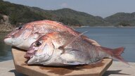 春の味覚「サクラダイ」が満開　見た目もキレイな瀬戸内の王者【岡山発】