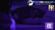 “都市型水族館”の魅力…夜間営業でペンギンの寝姿をのぞき見　お酒を片手に楽しむことも