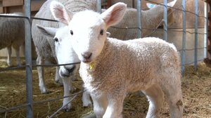 この時期“春の5K”に要注意…赤ちゃん羊も子牛も「かわいい気温差対策中」