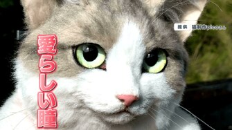 追跡 ニセ猫型リュックだまされたu字工事 全然違うベな 中国業者は直撃に 模倣は当然
