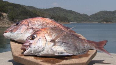 春の味覚「サクラダイ」が満開 見た目もキレイな